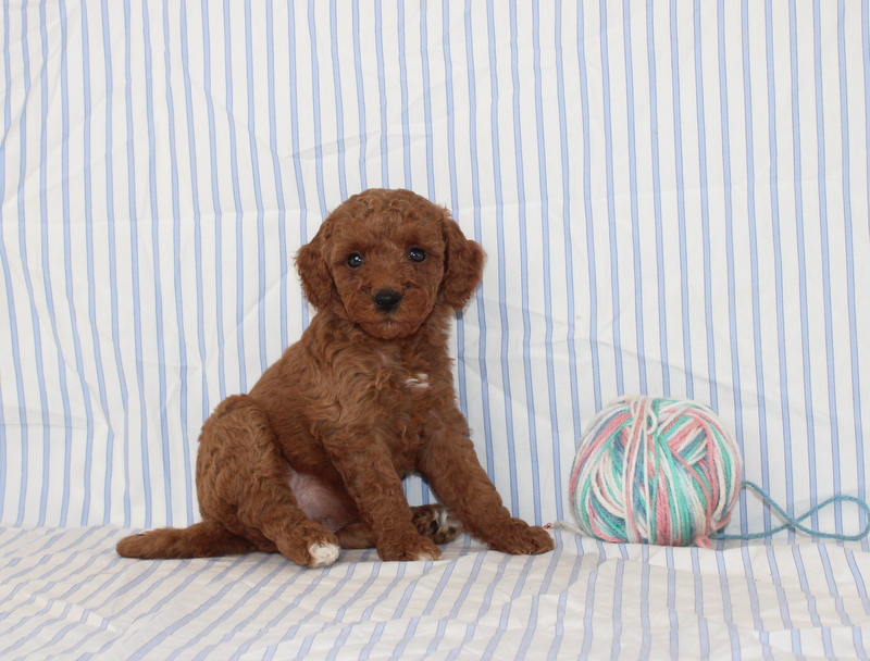 puppy, for, sale, Mini F1B Golden Doodle, Matthew B. Stoltzfus, dog, breeder, Gap, PA, dog-breeder, puppy-for-sale, forsale, nearby, find, puppyfind, locator, puppylocator, aca